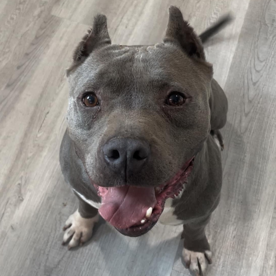 Enlarge Charlie, a Adopted American Bully in Seattle, WA image 1/5