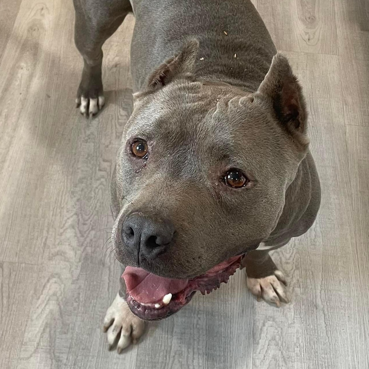 Enlarge Charlie, a Adopted American Bully in Seattle, WA image 2/5