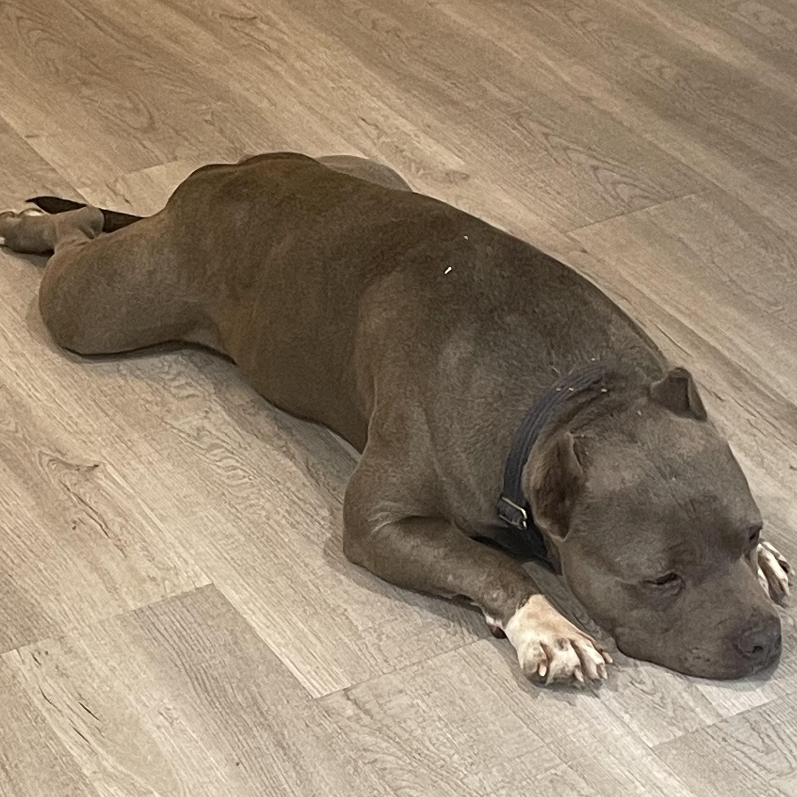 Enlarge Charlie, a Adopted American Bully in Seattle, WA image 5/5