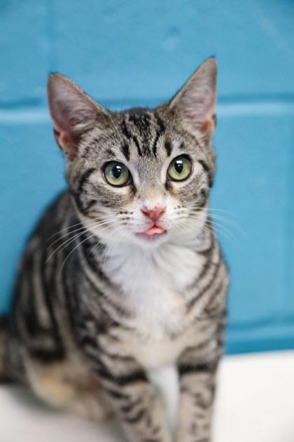 China, Adoptable, Young Female Domestic Short Hair & Domestic Short Hair.