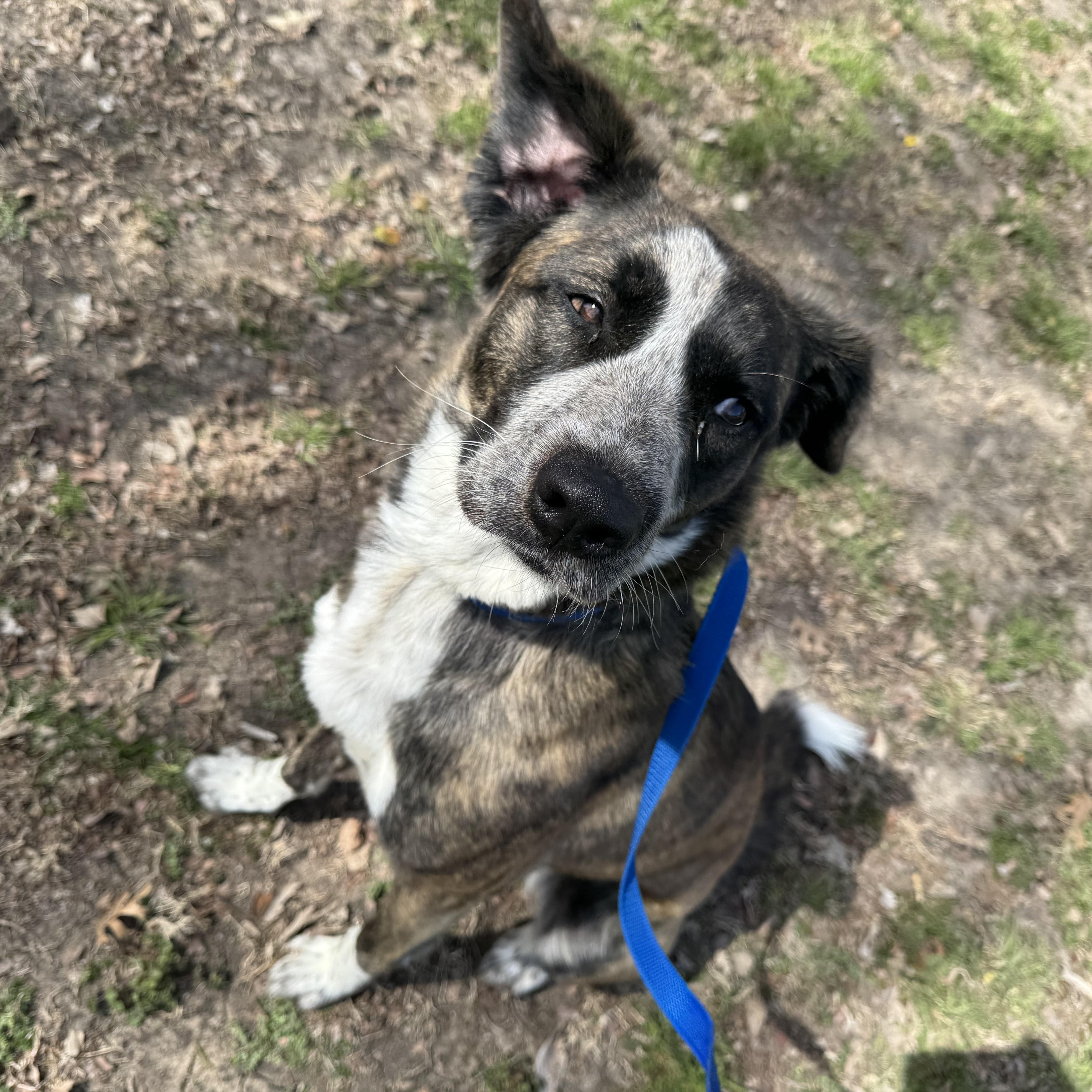 Enlarge Dool, a ADOPTABLE mixed breed in Sherman, TX image 1/5