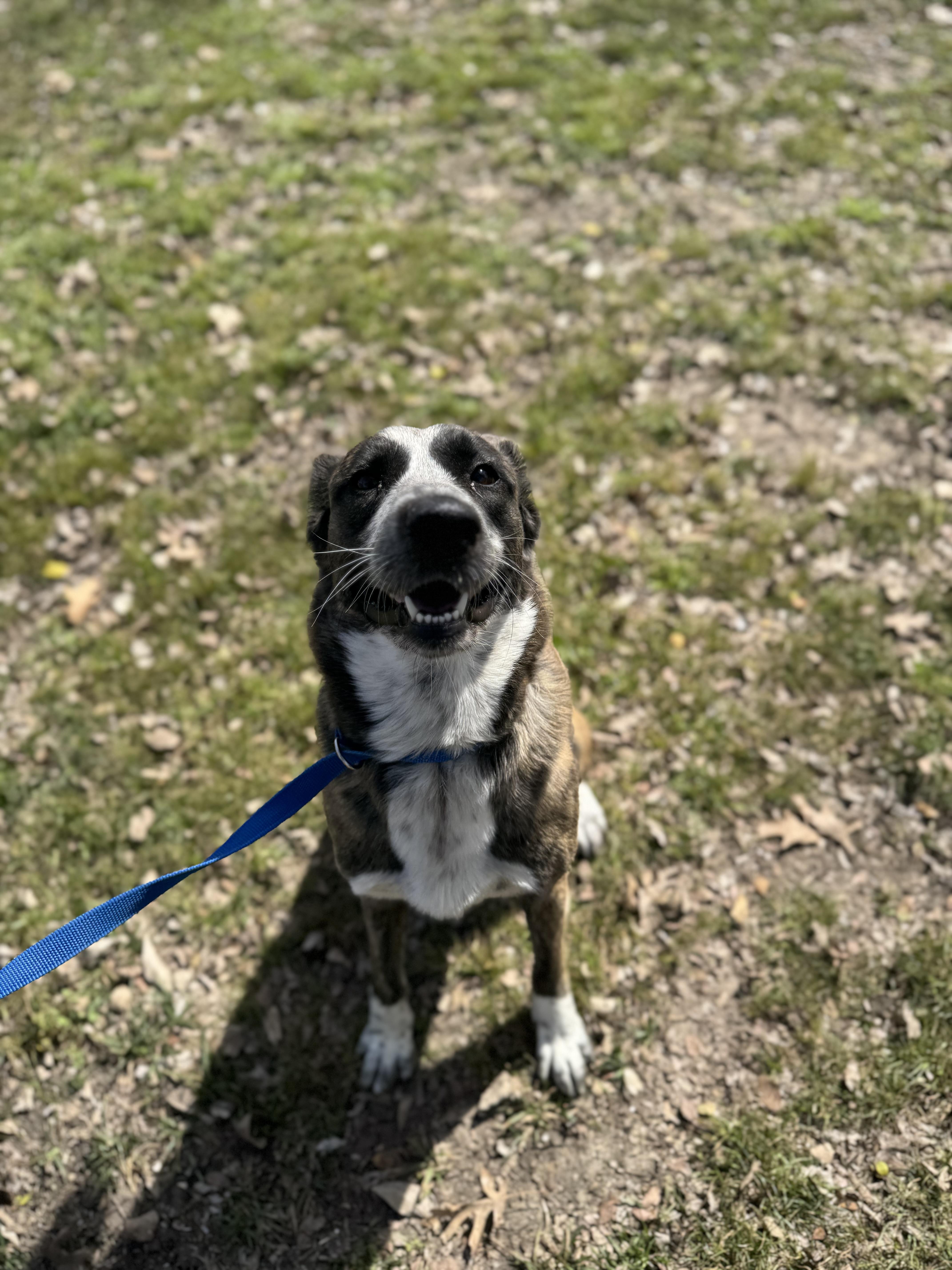 Enlarge Dool, a ADOPTABLE mixed breed in Sherman, TX image 5/5