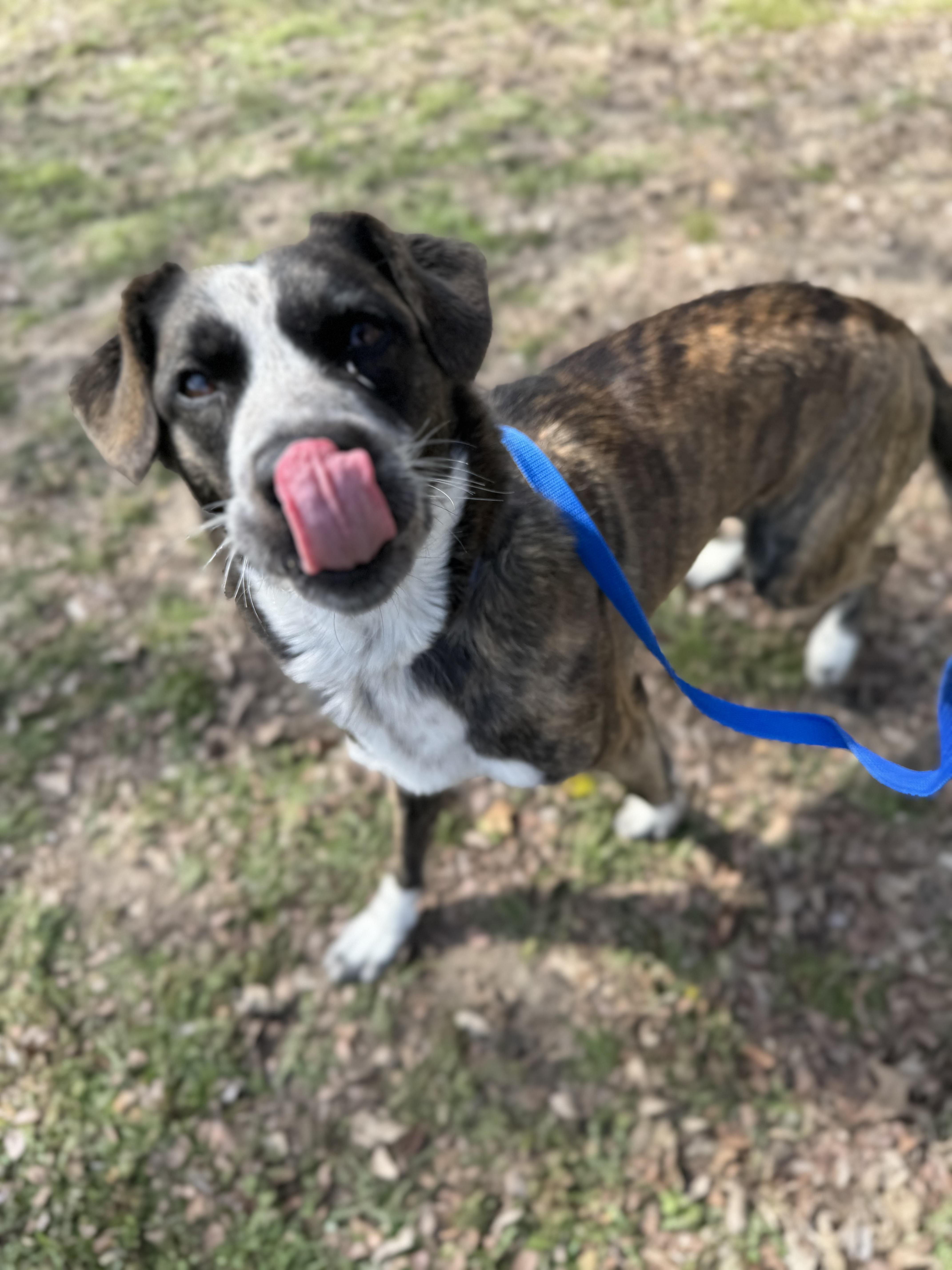 Enlarge Dool, a ADOPTABLE mixed breed in Sherman, TX image 2/5