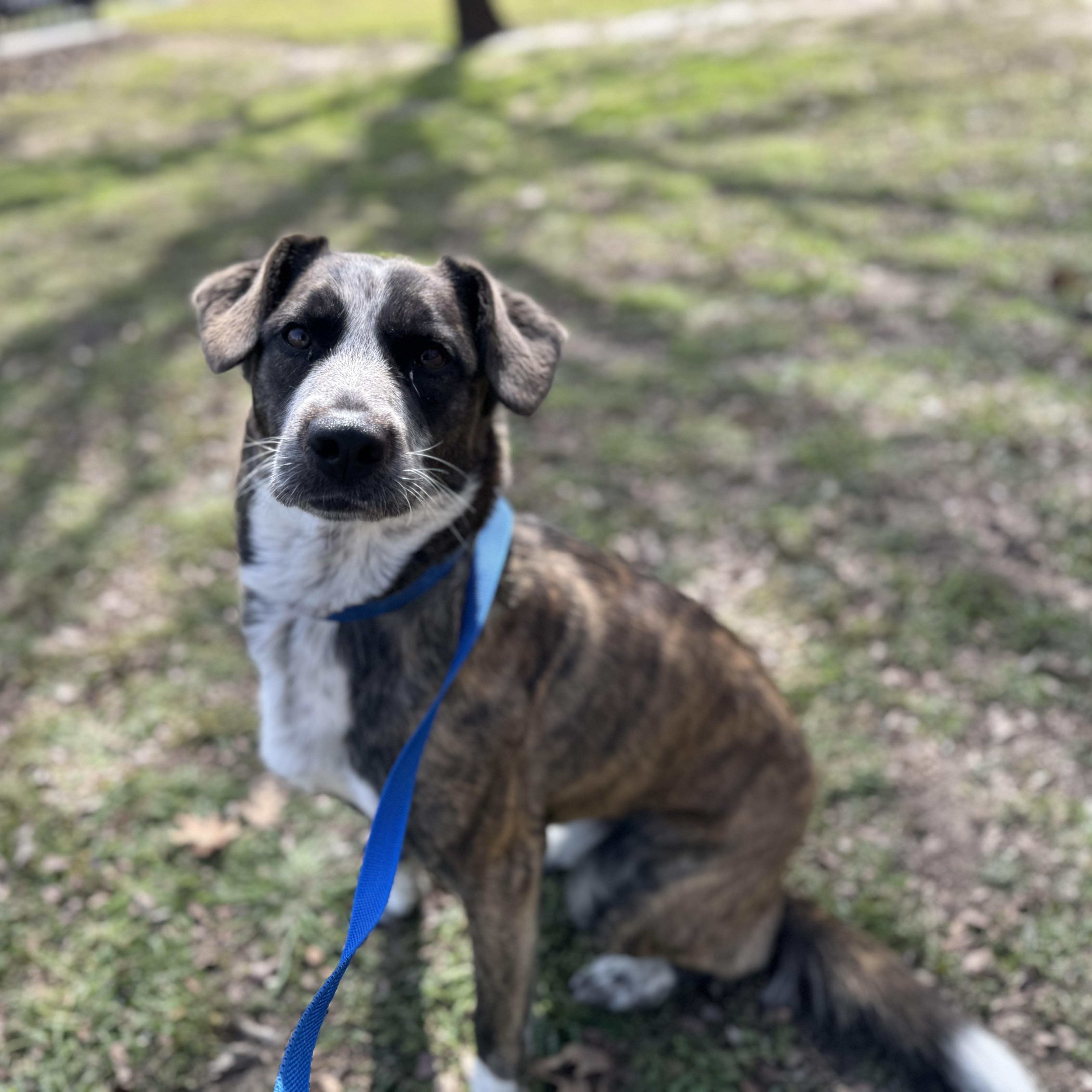 Enlarge Dool, a ADOPTABLE mixed breed in Sherman, TX image 3/5