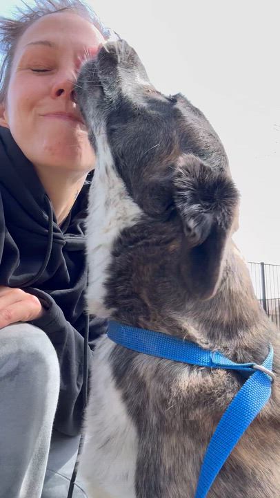 Enlarge Dool, a ADOPTABLE mixed breed in Sherman, TX video 4/5