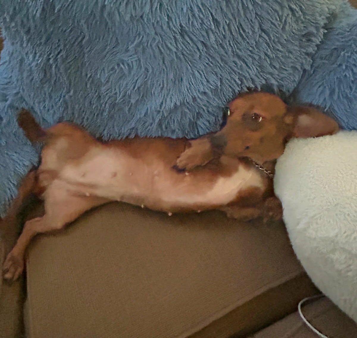 Enlarge Rosie, an adopted Dachshund in Grove, OK image 5/5