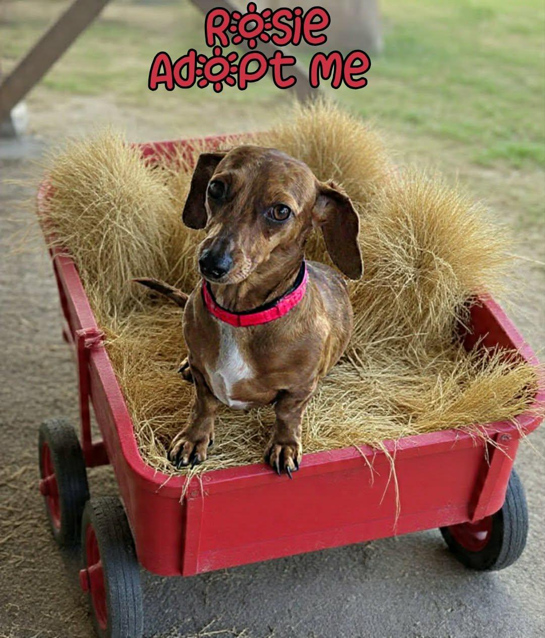 Rosie, adopted, Adult Female Dachshund.