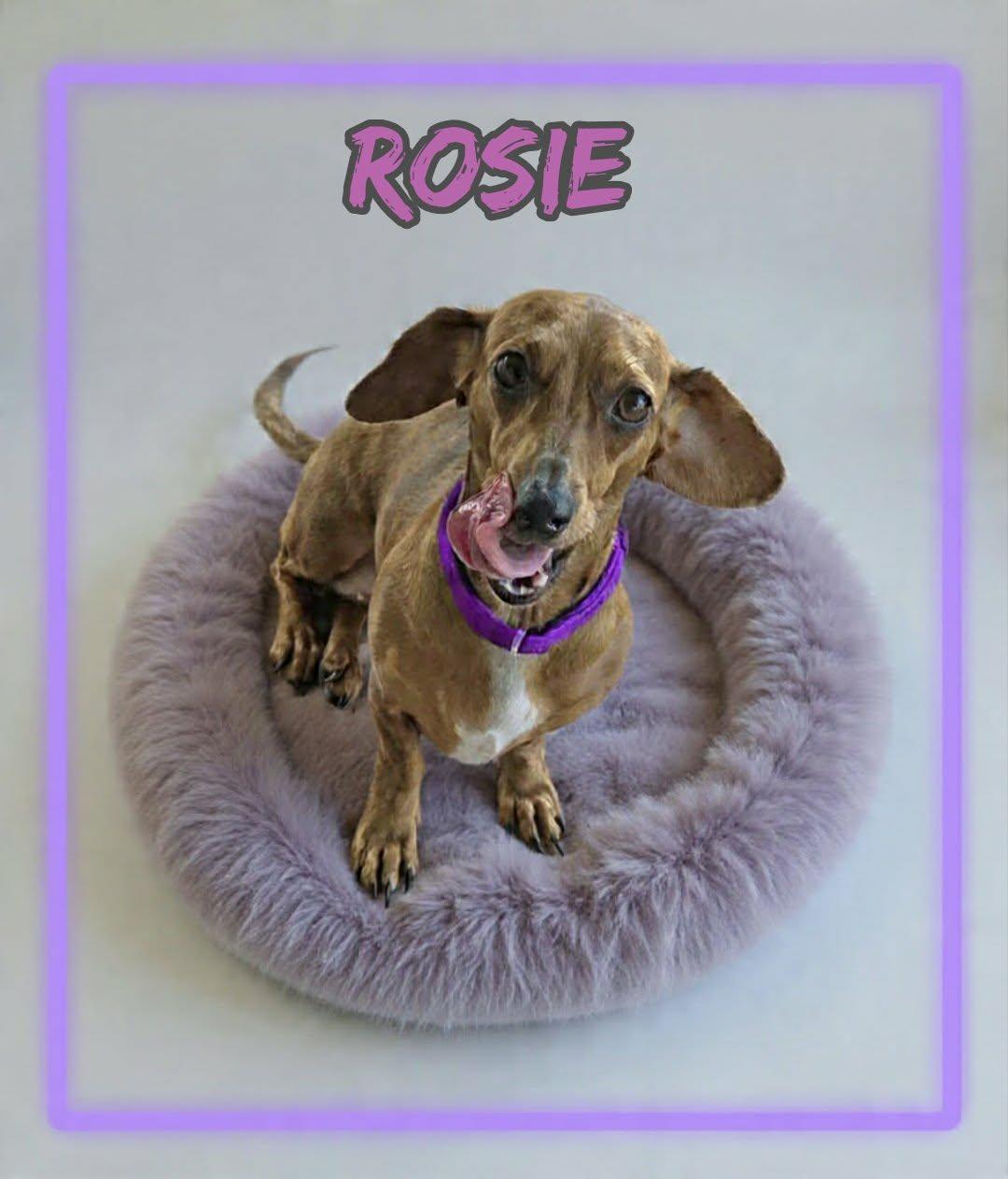 Enlarge Rosie, an adopted Dachshund in Grove, OK image 2/5