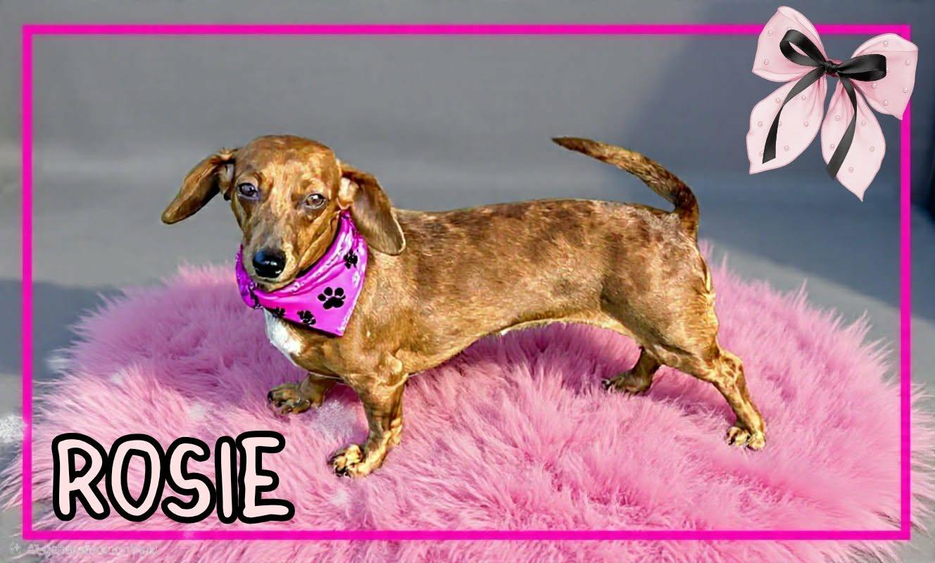 Enlarge Rosie, an adopted Dachshund in Grove, OK image 3/5