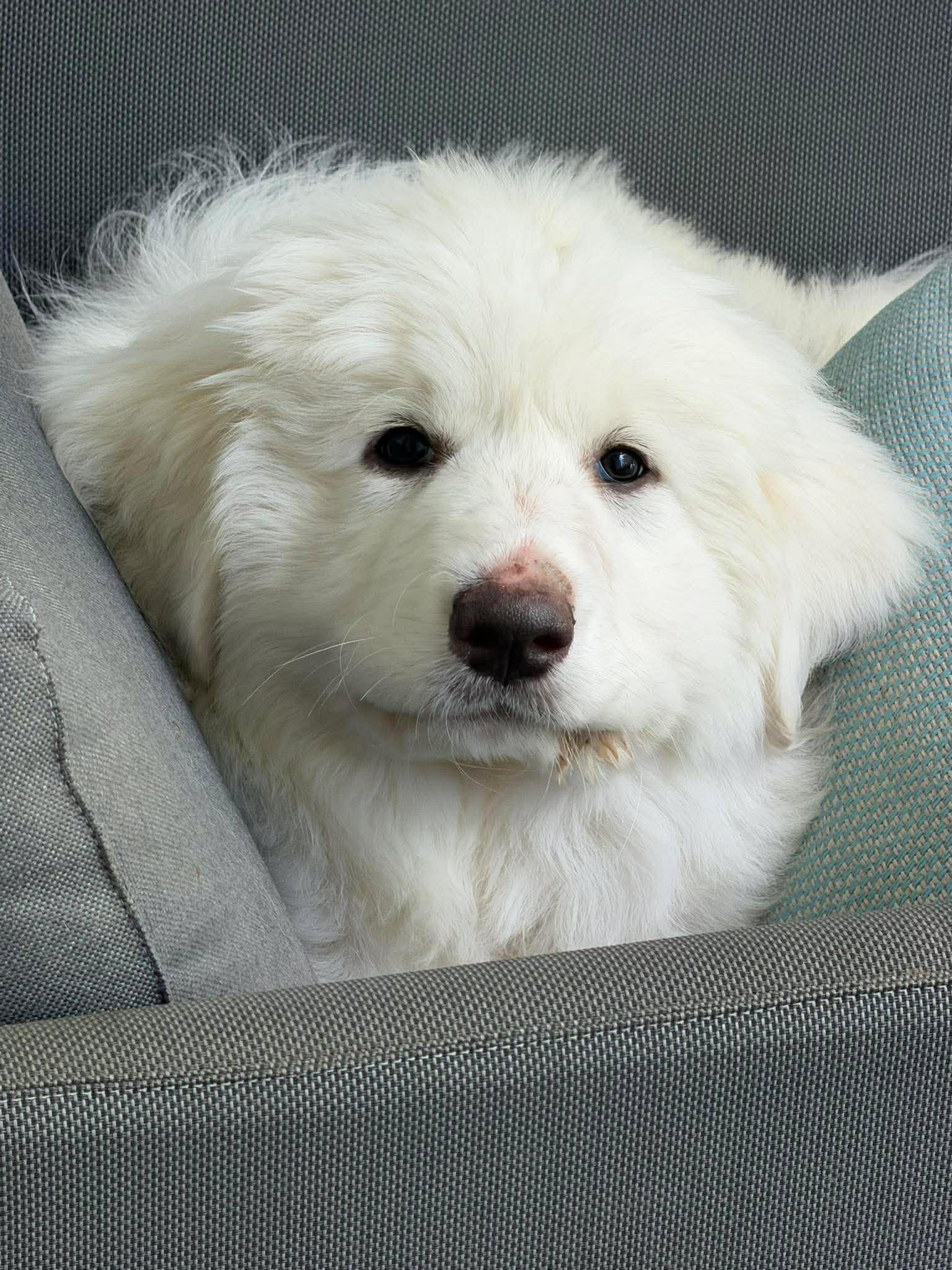 Enlarge Leo, a Adoptable Great Pyrenees in Houston, TX image 1/3