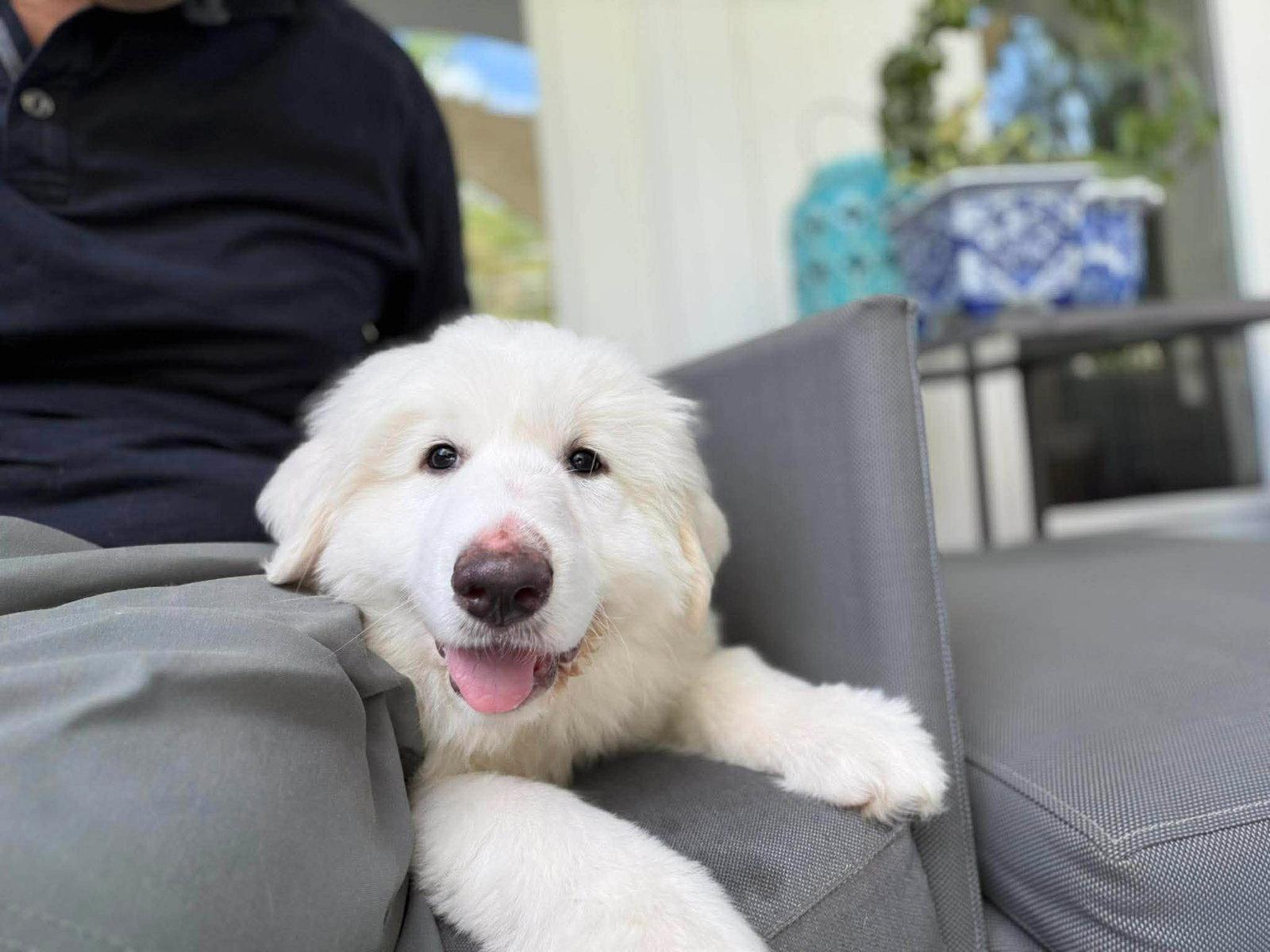 Enlarge Leo, a Adoptable Great Pyrenees in Houston, TX image 2/3
