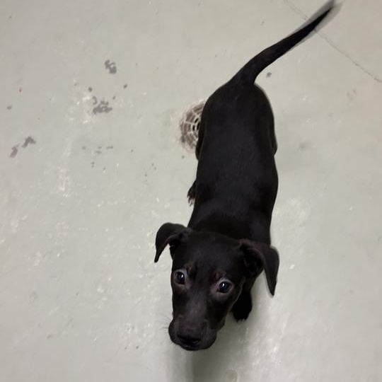 Honeysuckle, an adoptable mixed breed in Valdosta, GA image 2/3