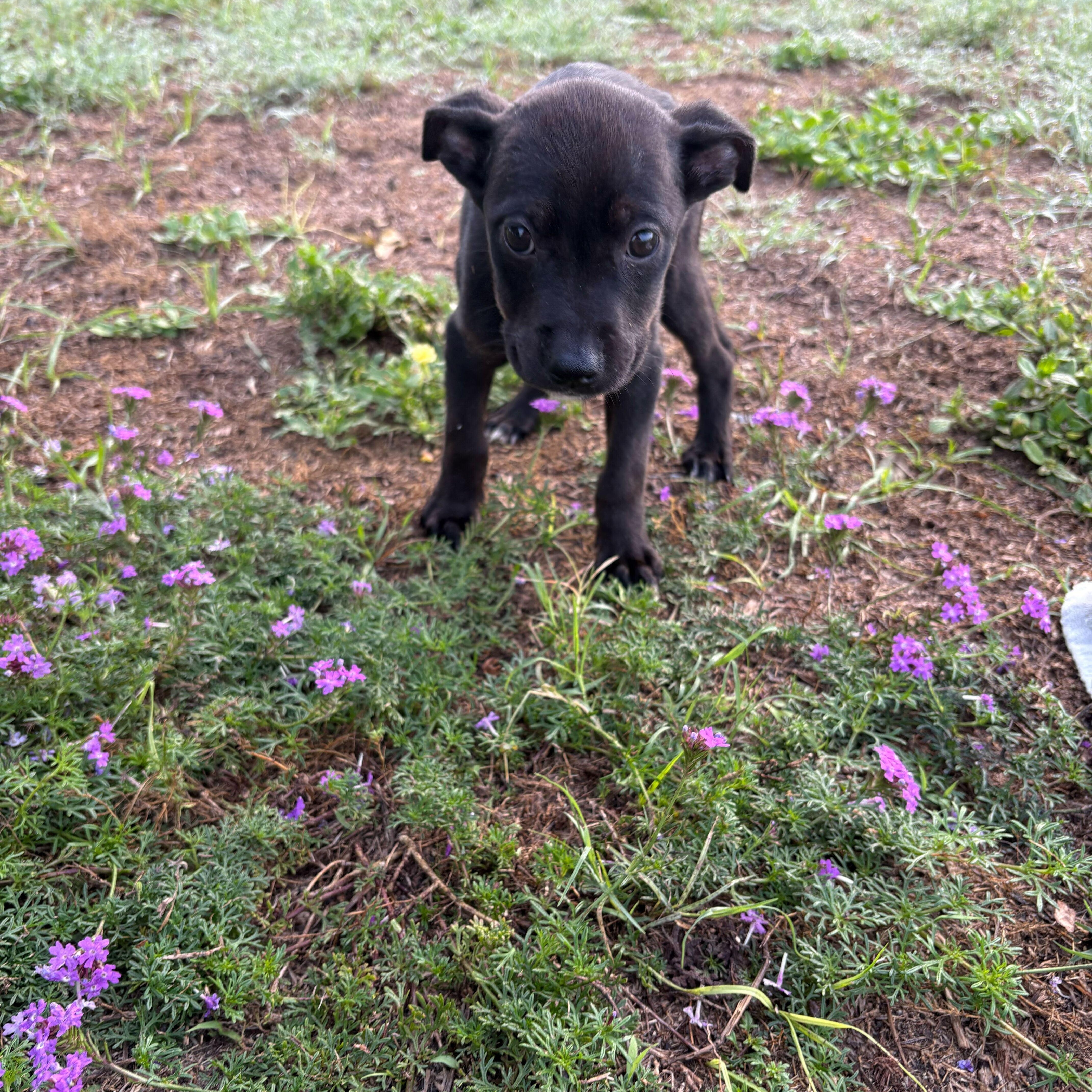 Honeysuckle, an adoptable mixed breed in Valdosta, GA image 1/2