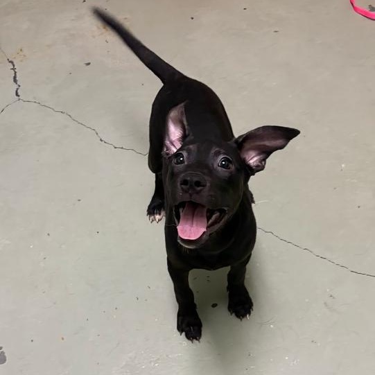 Honeysuckle, an adoptable mixed breed in Valdosta, GA image 3/3