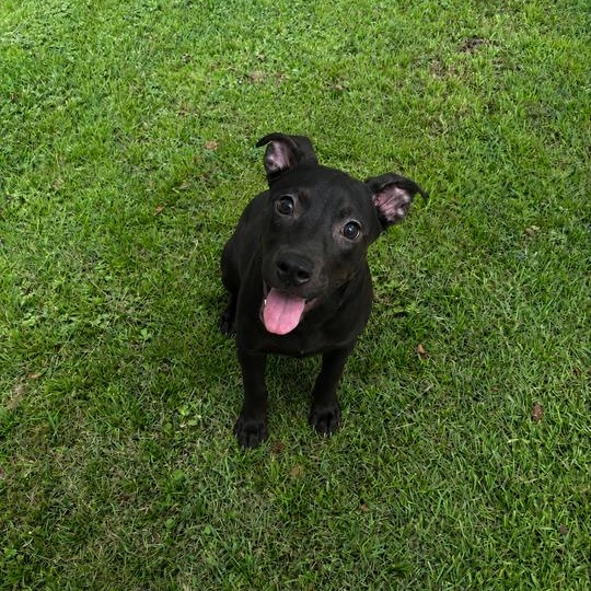 Honeysuckle, an adoptable mixed breed in Valdosta, GA image 1/3