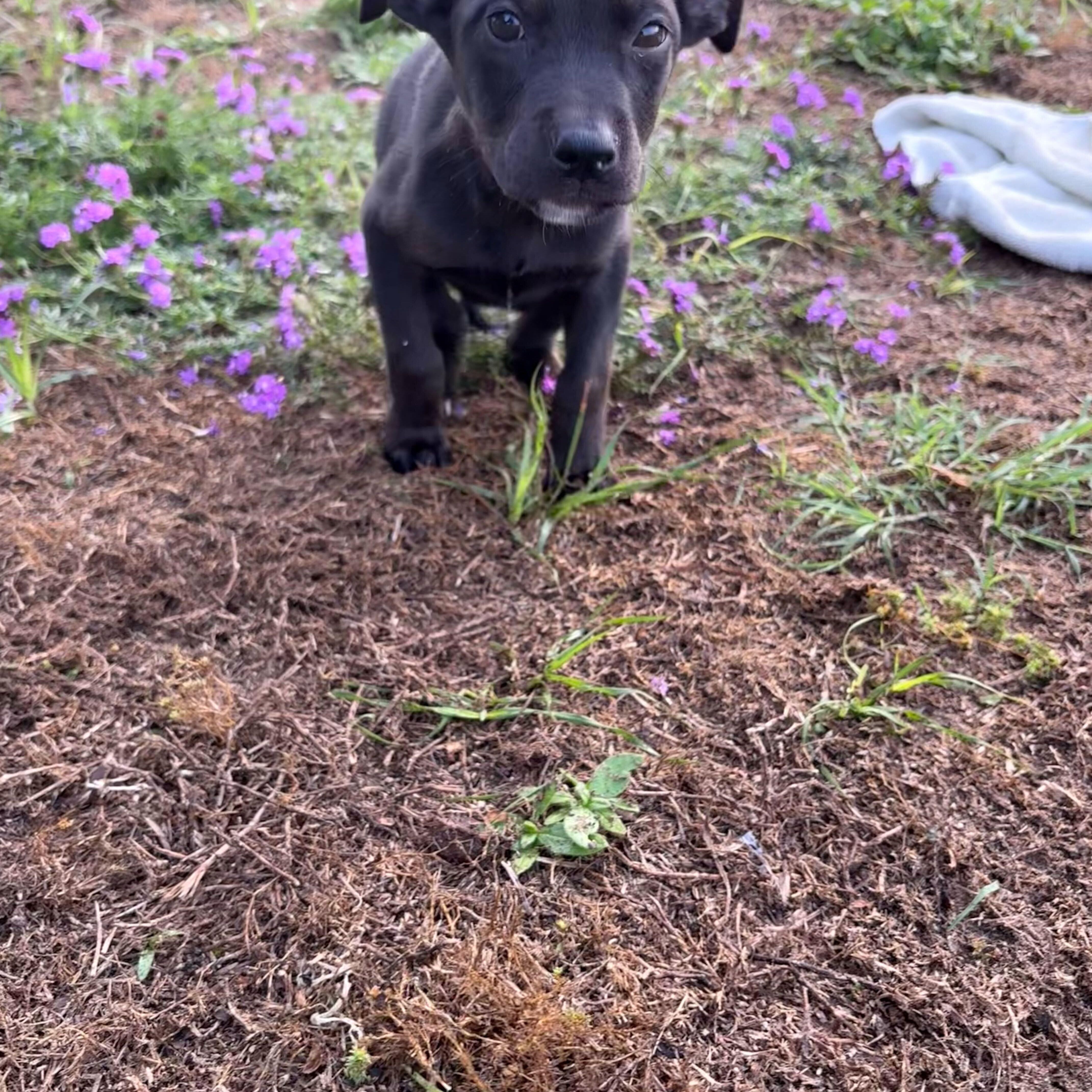 Honeysuckle, an adoptable mixed breed in Valdosta, GA image 2/2