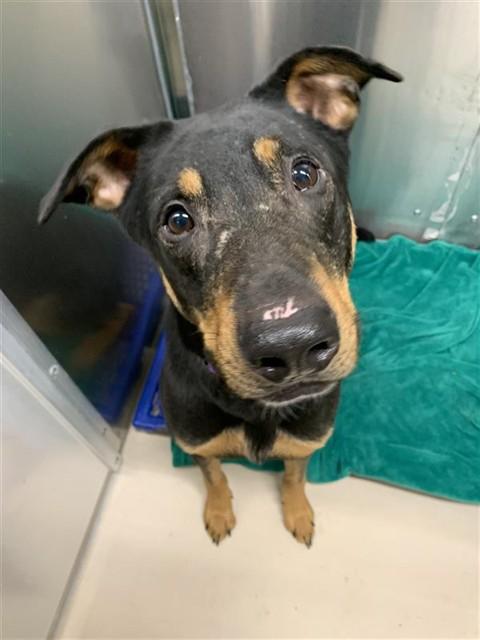 SIMON, Adoptable, Adult Male German Shepherd Dog & Labrador Retriever.