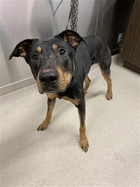 Enlarge SIMON, a Adoptable mixed breed in Fairbanks, AK image 1/1