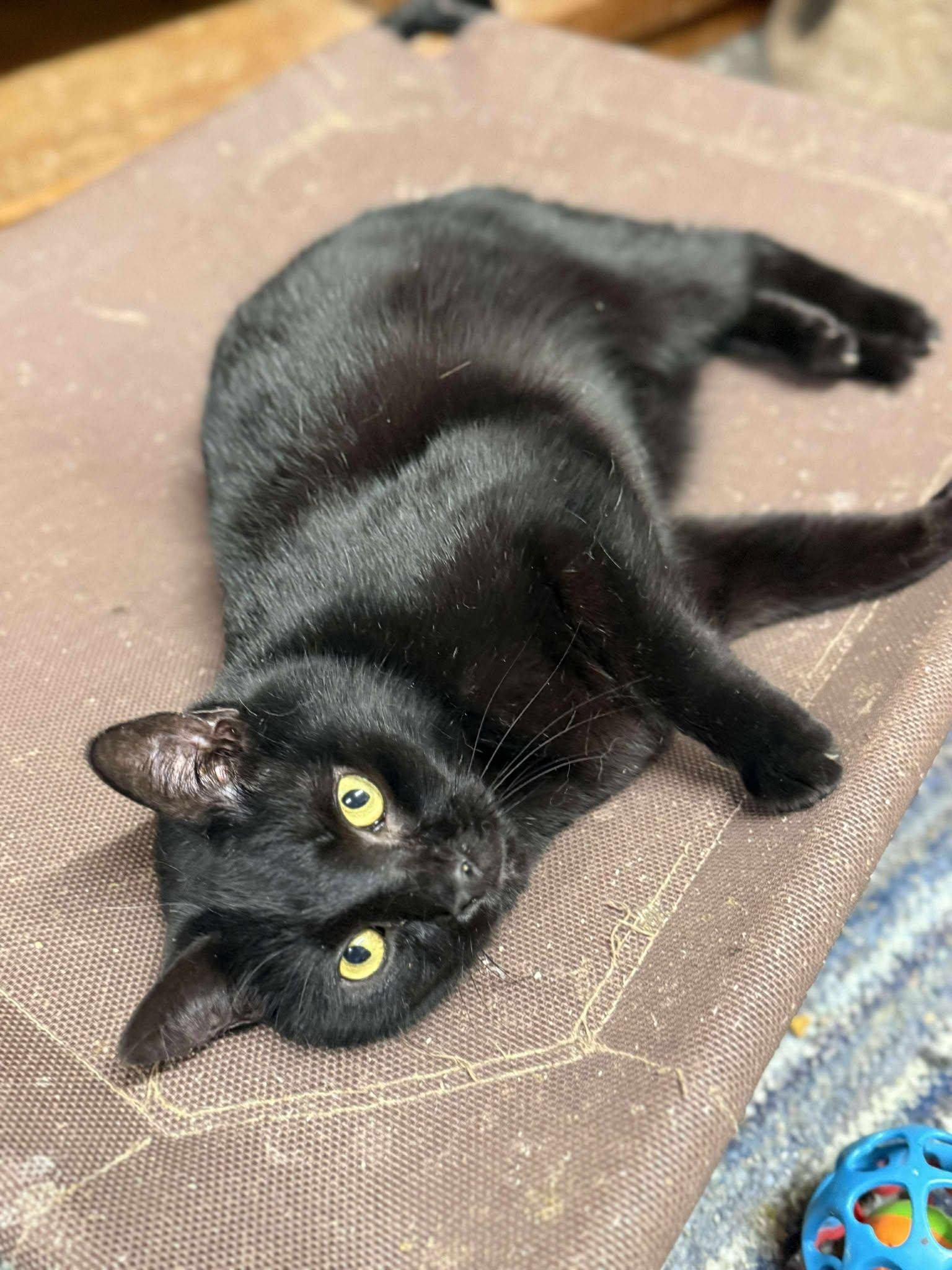 Enlarge Dinero, a Adoptable Domestic Short Hair in Marion, IN image 2/3