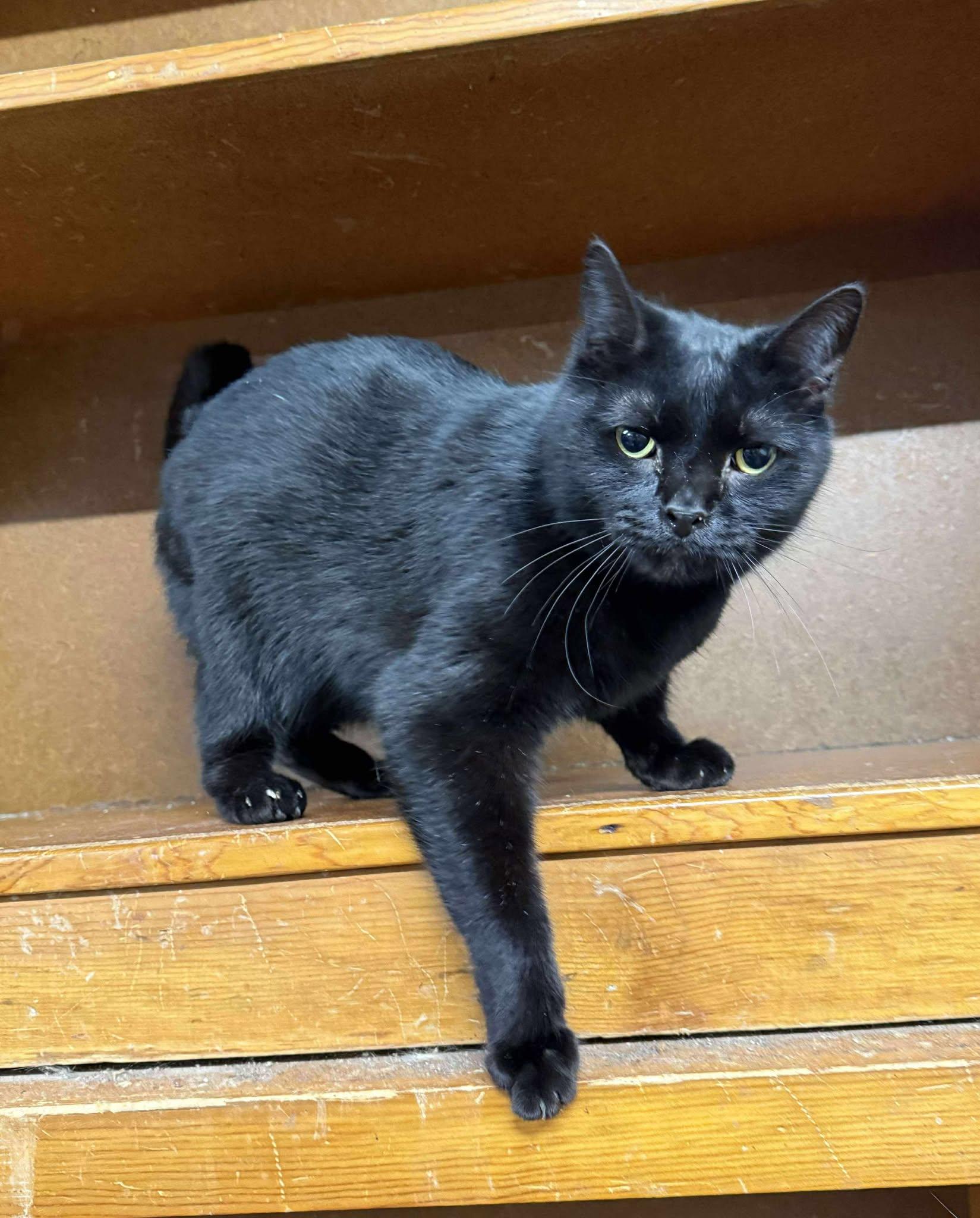 Enlarge Dinero, a Adoptable Domestic Short Hair in Marion, IN image 3/3