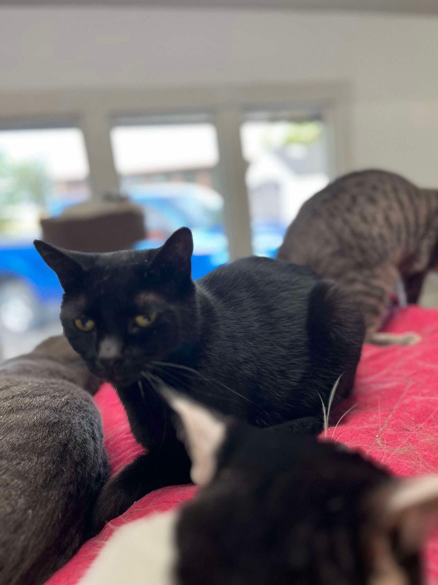 Enlarge Dinero, a Adoptable Domestic Short Hair in Marion, IN image 1/1