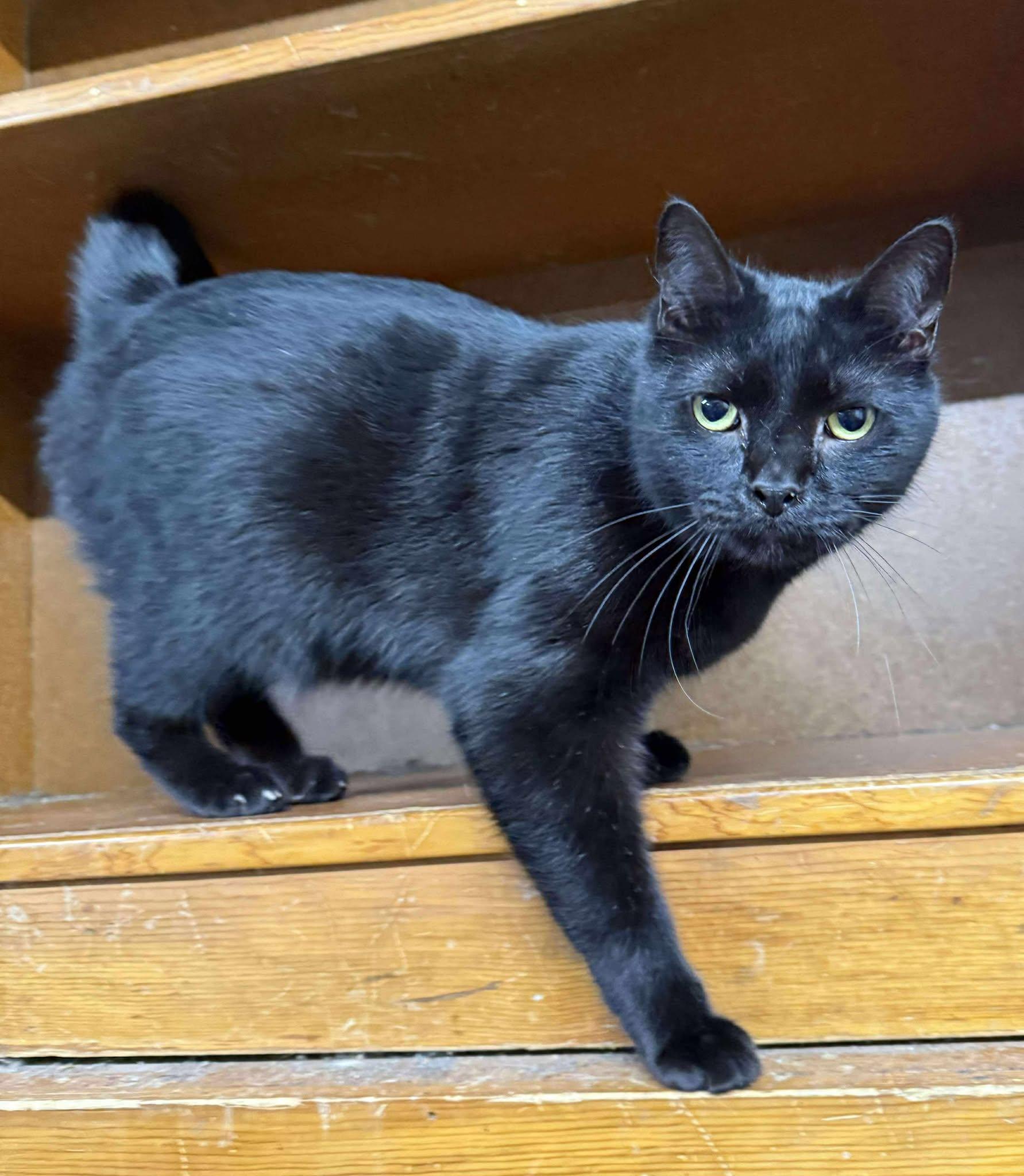 Enlarge Dinero, a Adoptable Domestic Short Hair in Marion, IN image 1/3