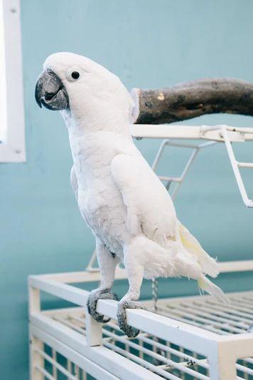 Sydney, Adoptable, Adult Male Cockatoo.