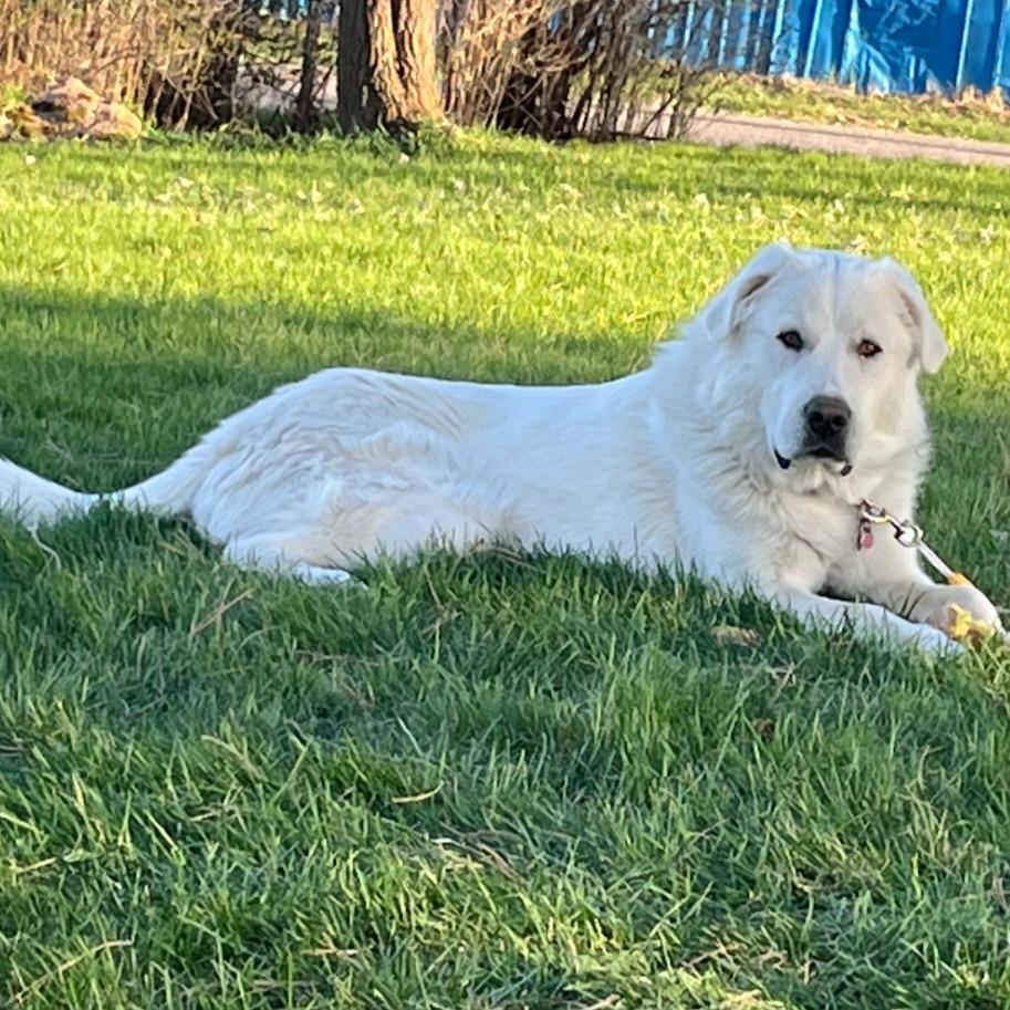 Enlarge Hank, a Adoptable Great Pyrenees in Idaho Falls, ID image 1/6