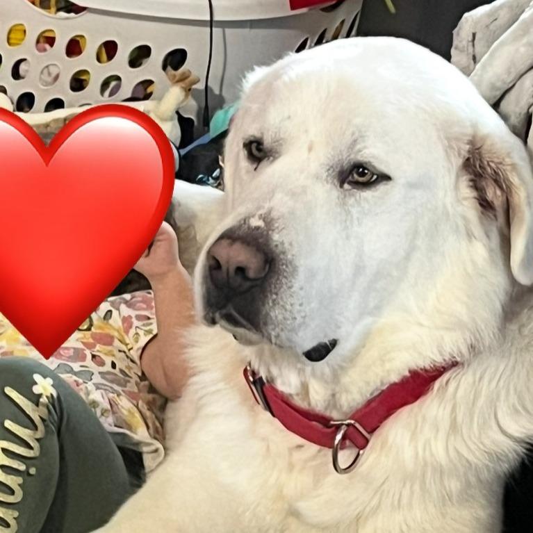 Enlarge Hank, a Adoptable Great Pyrenees in Idaho Falls, ID image 2/6