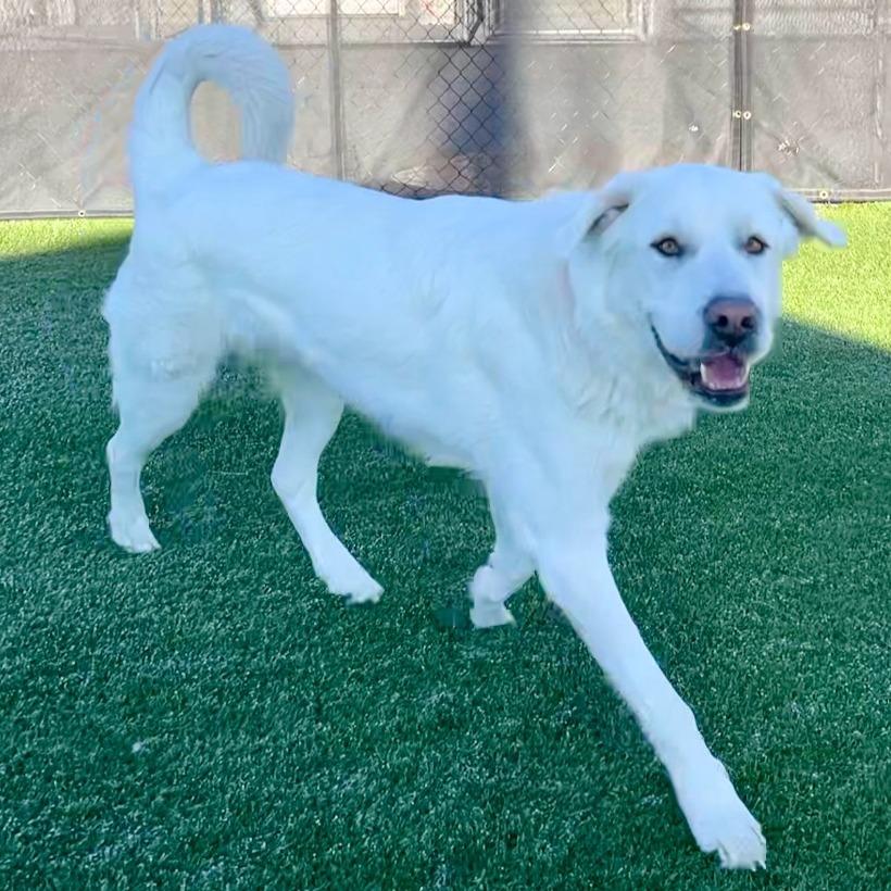 Enlarge Hank, a Adoptable Great Pyrenees in Idaho Falls, ID image 3/6