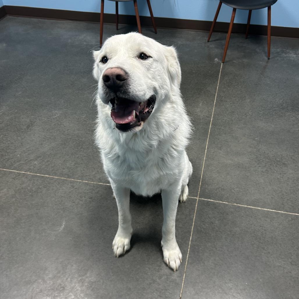 Enlarge Hank, a Adoptable Great Pyrenees in Idaho Falls, ID image 4/6