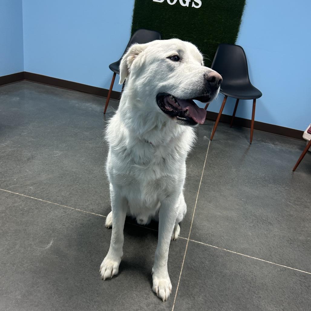 Enlarge Hank, a Adoptable Great Pyrenees in Idaho Falls, ID image 5/6