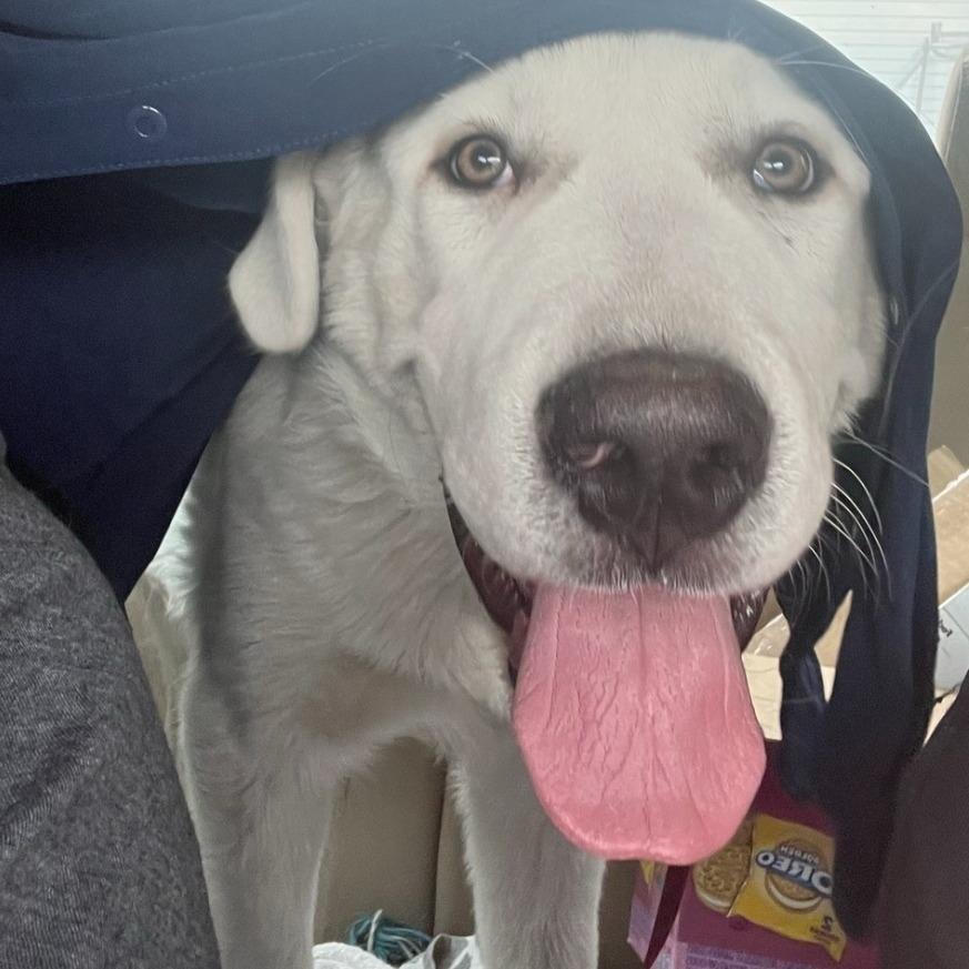 Enlarge Hank, a Adoptable Great Pyrenees in Idaho Falls, ID image 6/6