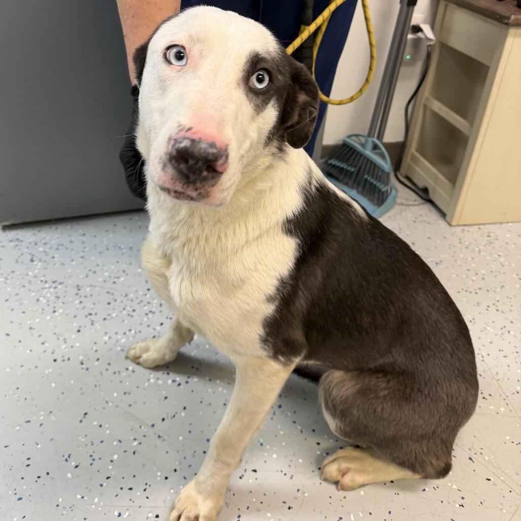 Enlarge Femi, a Adoptable mixed breed in Marion, VA image 1/1