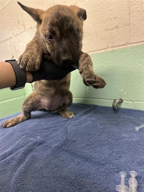 HOWDY, Adoptable, Puppy Female German Shepherd Dog.