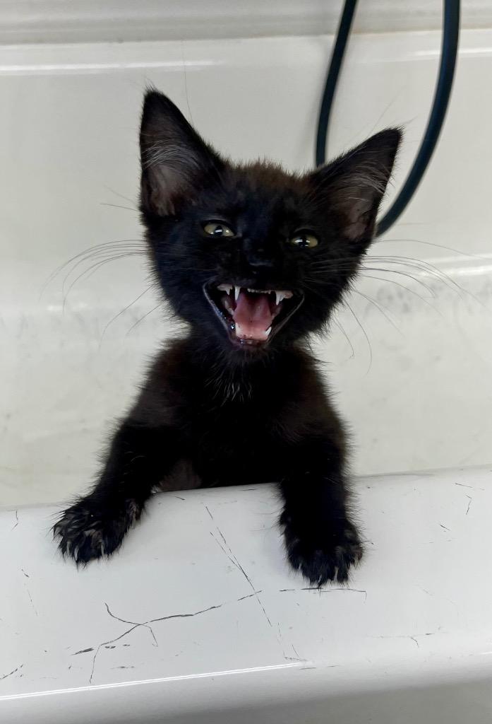 Enlarge Grimm, a Adoptable mixed breed in North Vernon, IN image 1/1