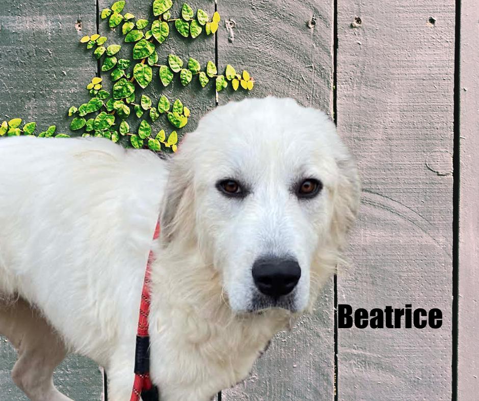 Beatrice, ADOPTABLE, Young Female Great Pyrenees.