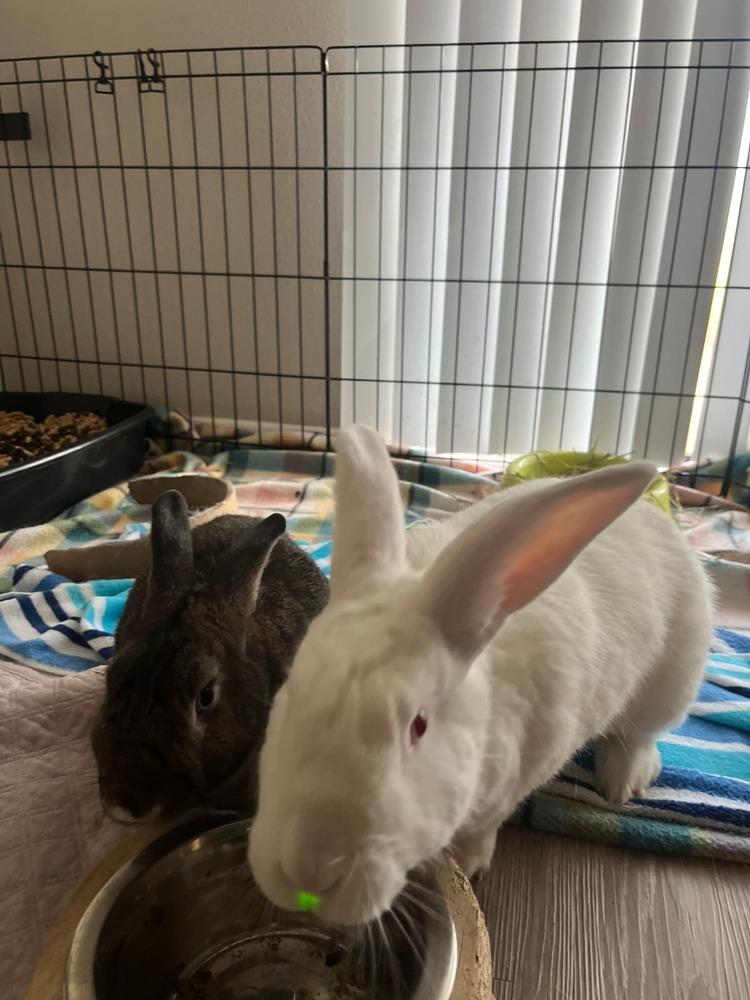 Filbert and Nugget, Adoptable, Adult Male Florida White & American.