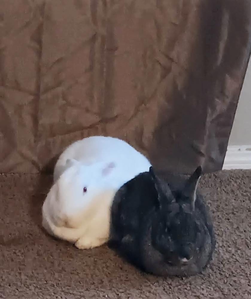Filbert and Nugget, a Adoptable mixed breed in Melbourne, FL image 3/6