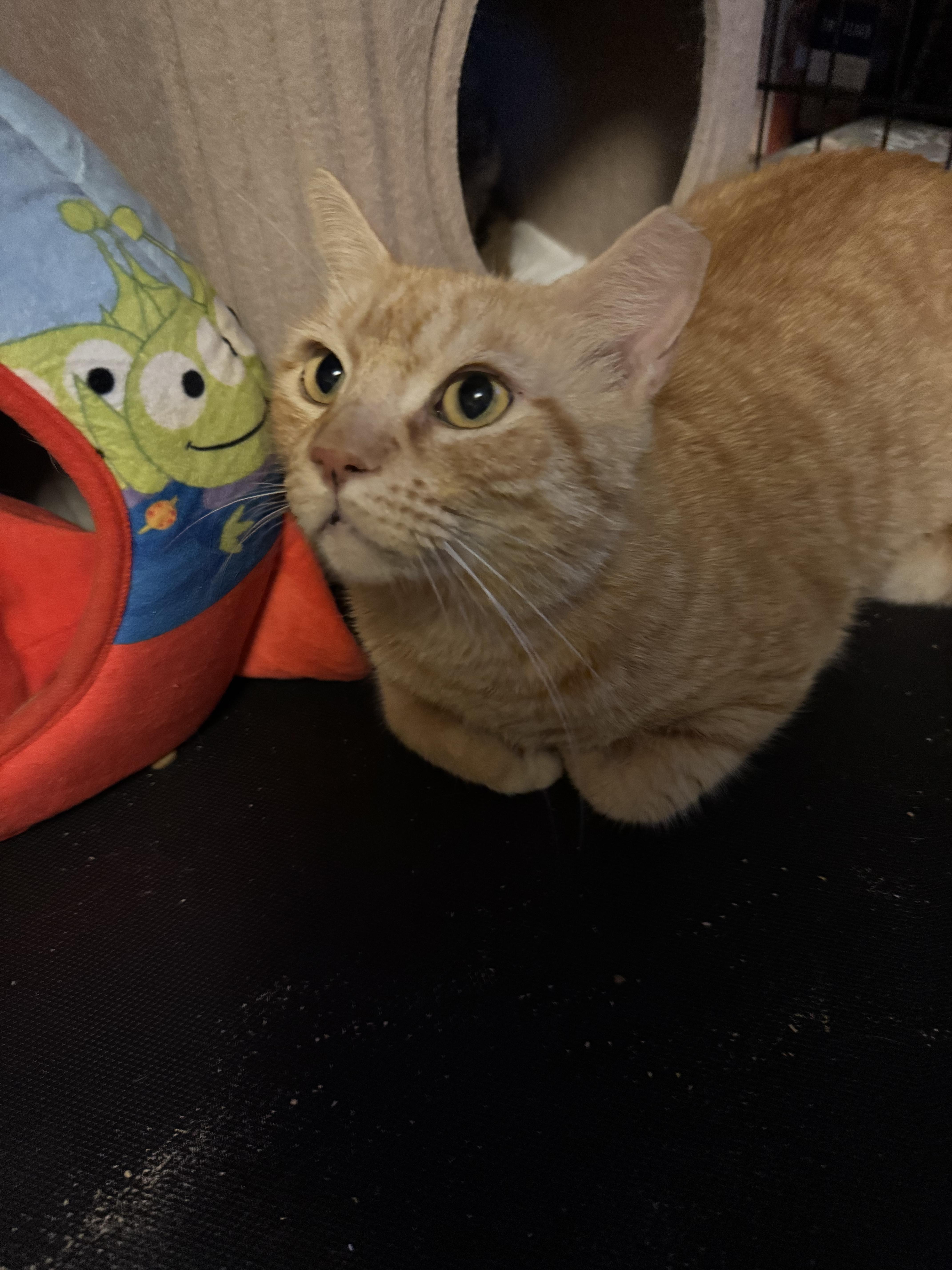 Enlarge Tommy , a ADOPTABLE Tabby in Boston, MA image 3/5