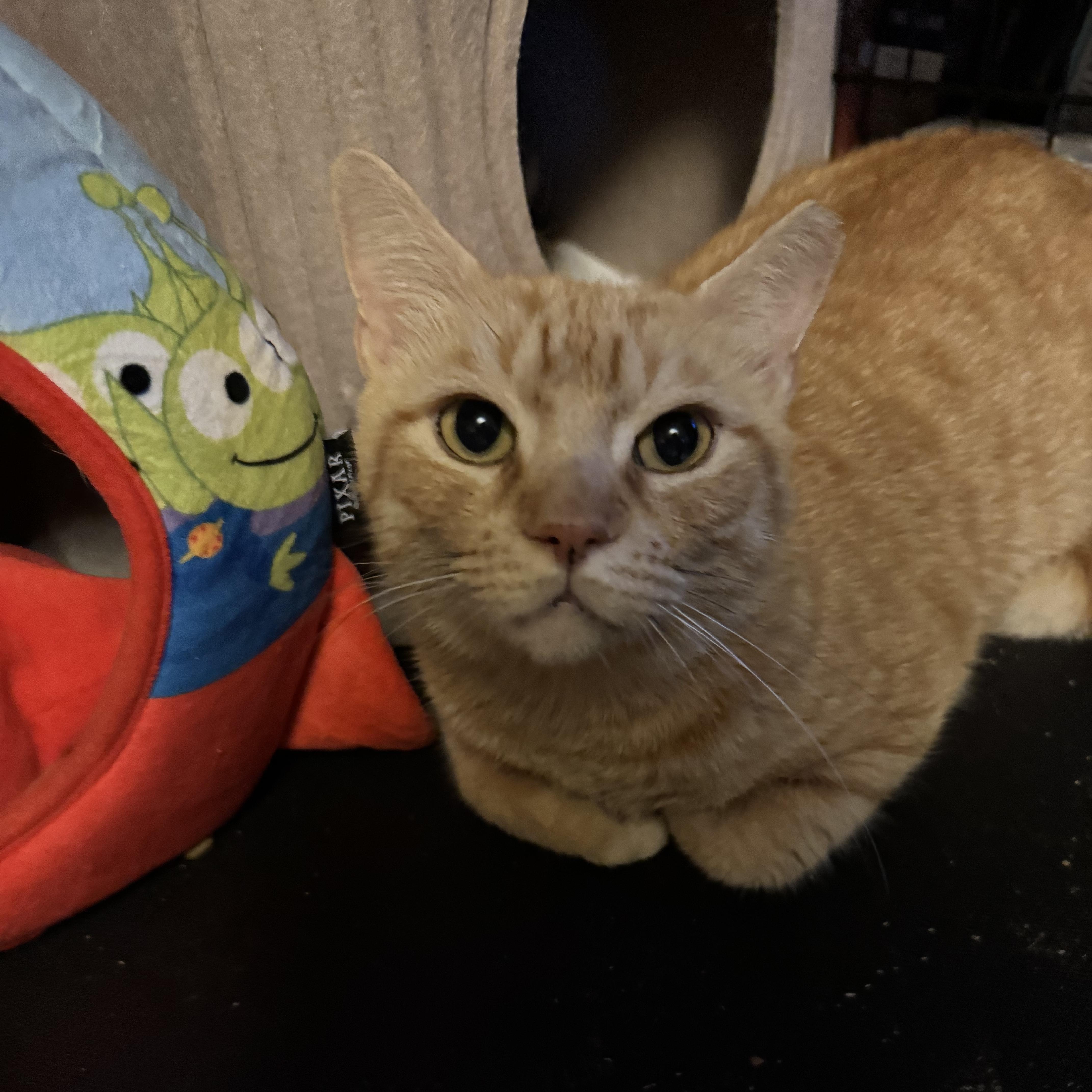 Enlarge Tommy , a ADOPTABLE Tabby in Boston, MA image 5/5