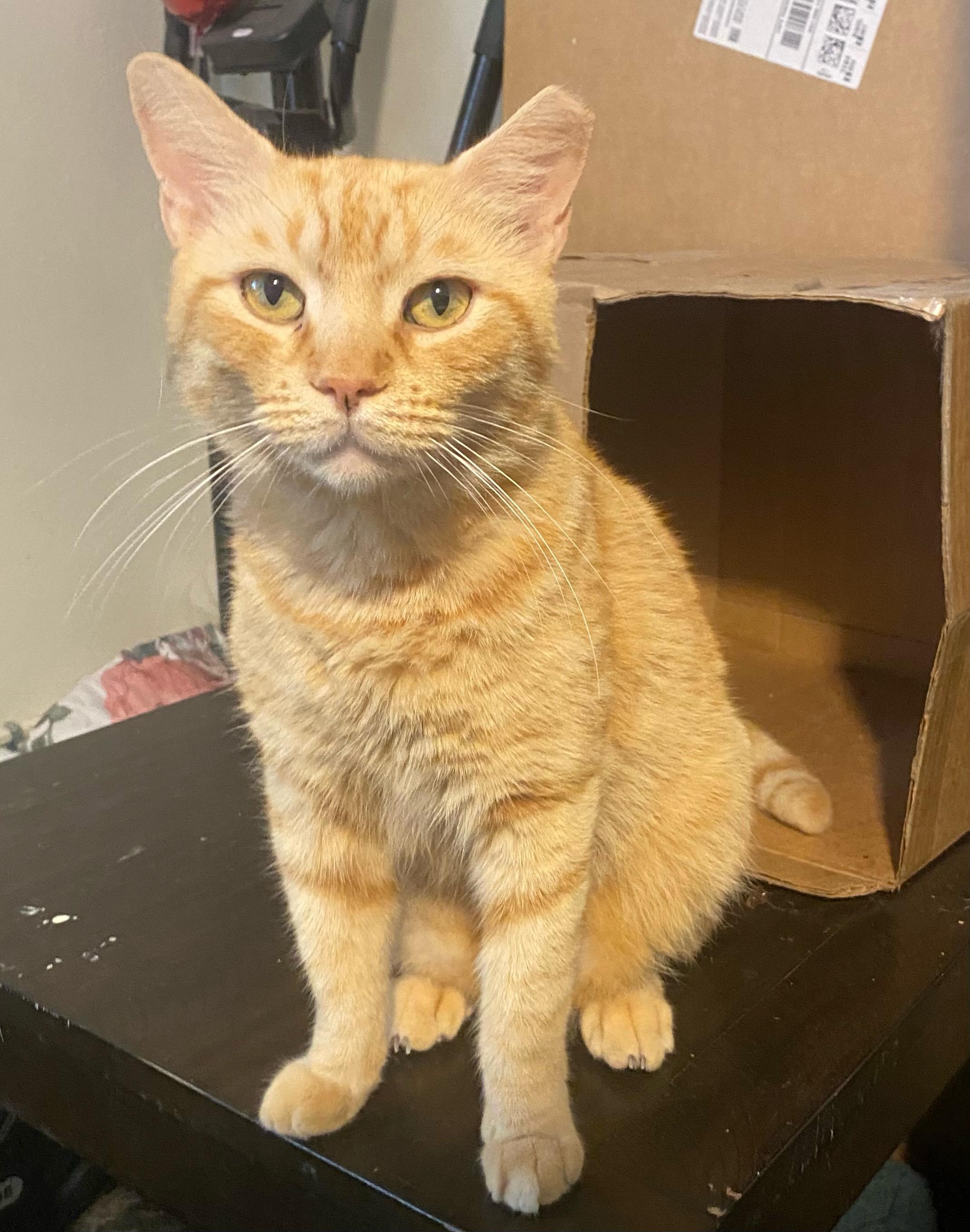 Enlarge Tommy , a ADOPTABLE Tabby in Boston, MA image 2/5