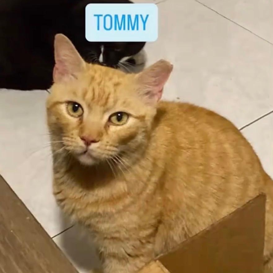 Enlarge Tommy , a ADOPTABLE Tabby in Boston, MA image 1/5