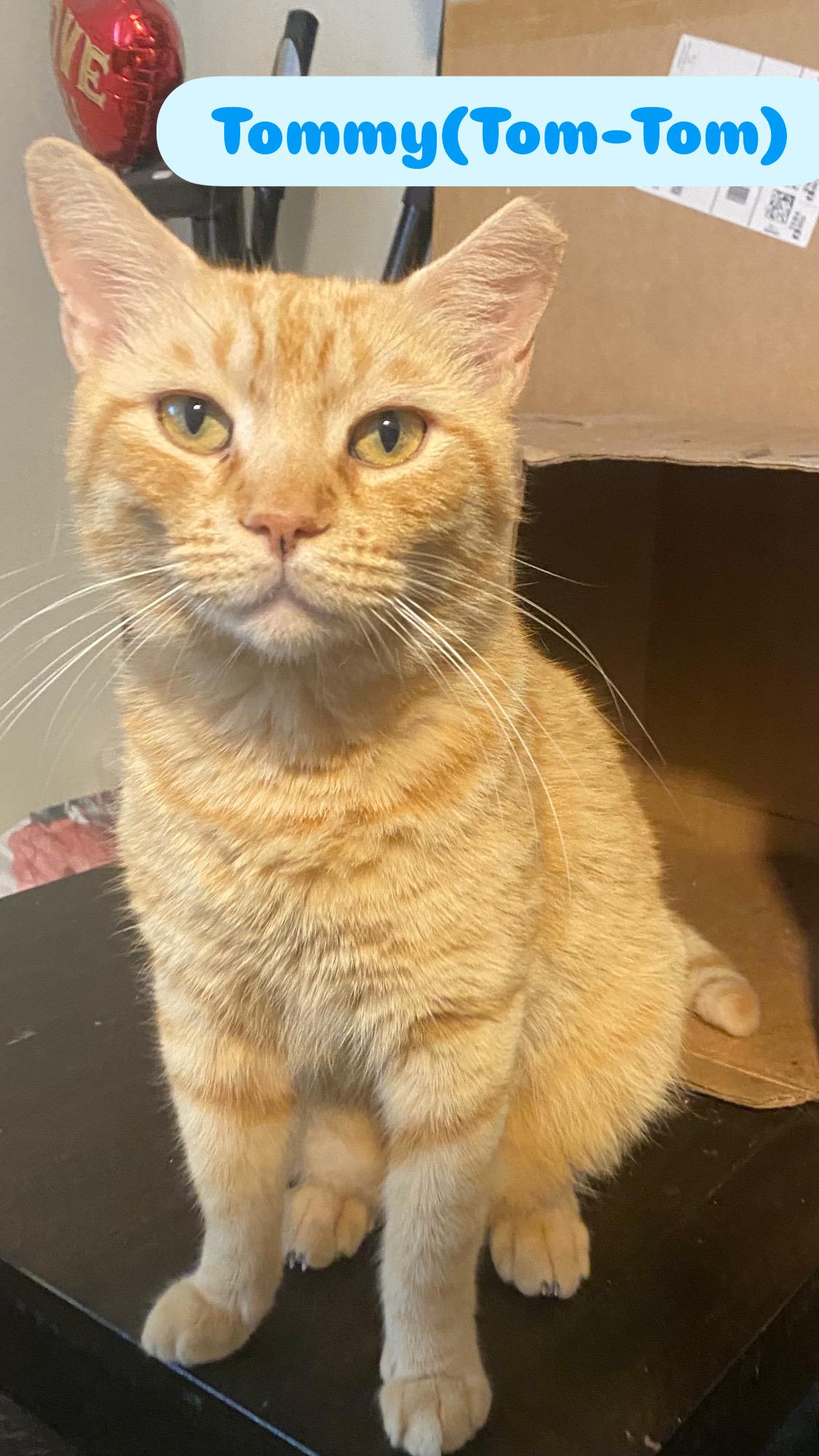 Enlarge Tommy , a ADOPTABLE Tabby in Boston, MA image 4/5