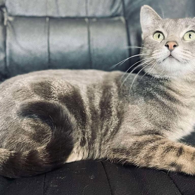 Hyacinth, a Adoptable mixed breed in Lubbock, TX image 1/4