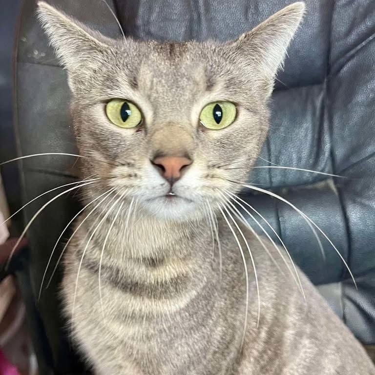 Hyacinth, a Adoptable mixed breed in Lubbock, TX image 2/4