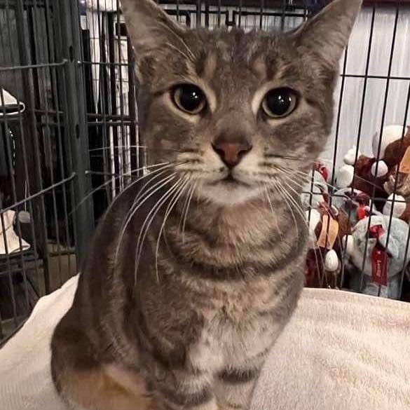 Hyacinth, a Adoptable mixed breed in Lubbock, TX image 3/4