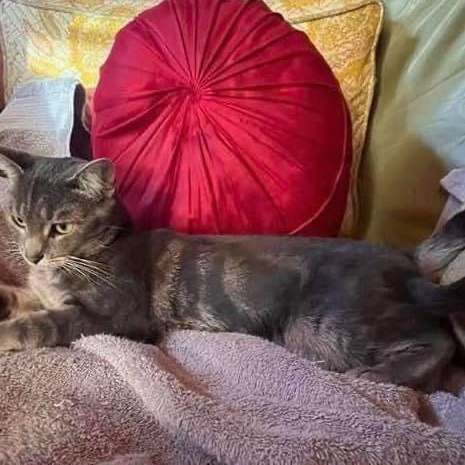 Hyacinth, a Adoptable mixed breed in Lubbock, TX image 4/4