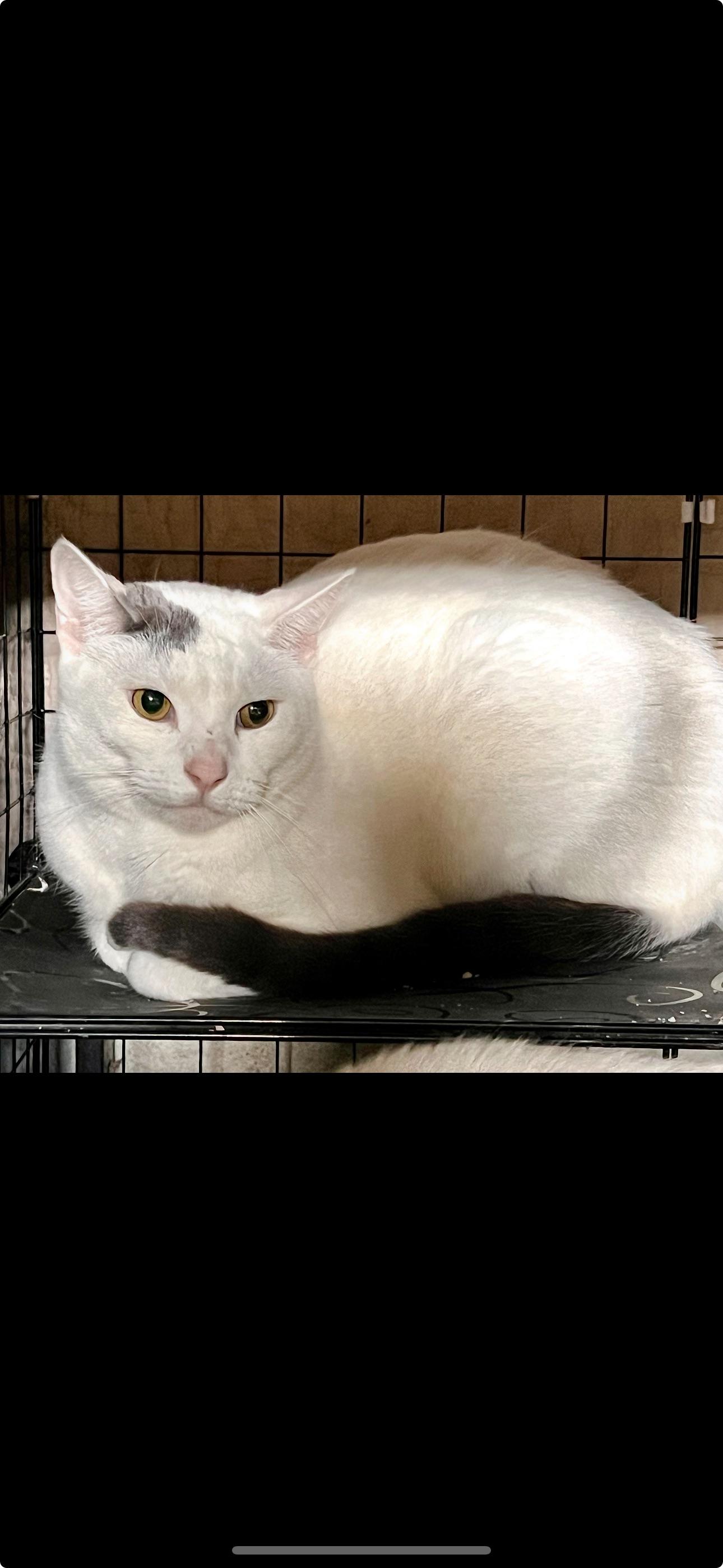 Skye, an adoptable American Shorthair in Auburn, WA, 98001 | Photo Image 1