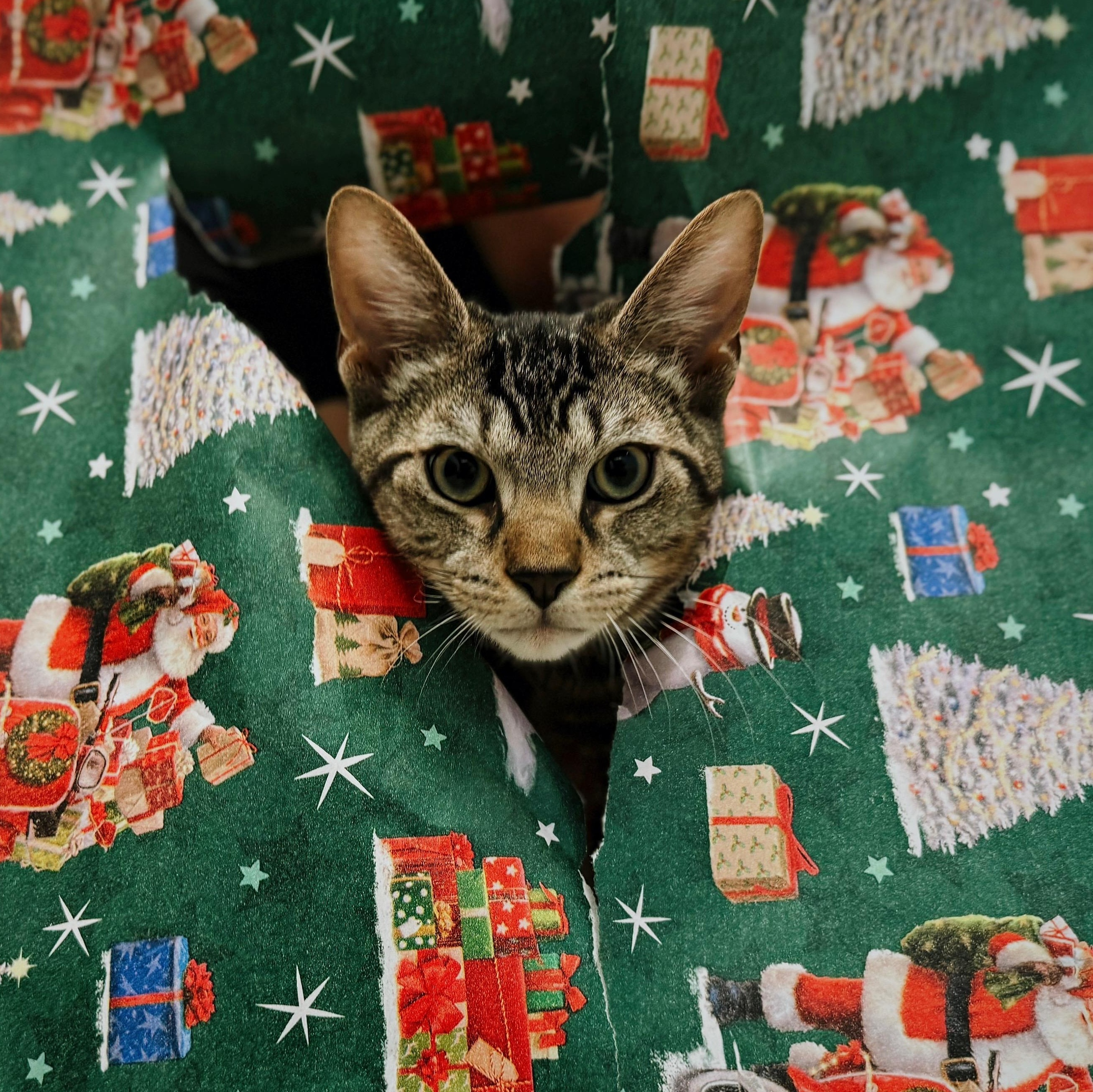 Cygnus, Adoptable, Kitten Male Domestic Short Hair.